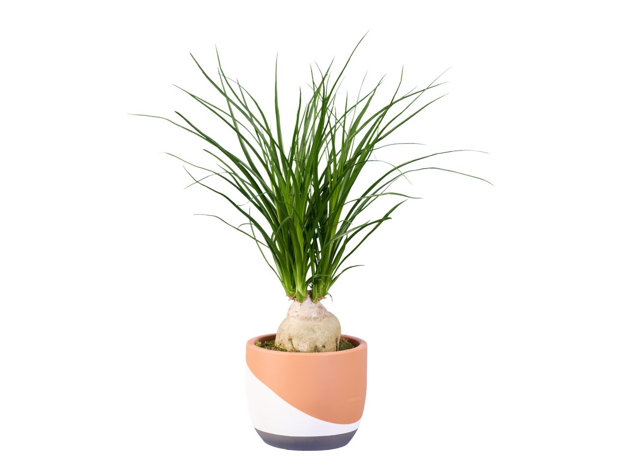 Plante Pandanus dans un pot moderne.