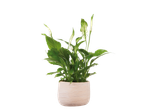 Planta paz em vaso bege.