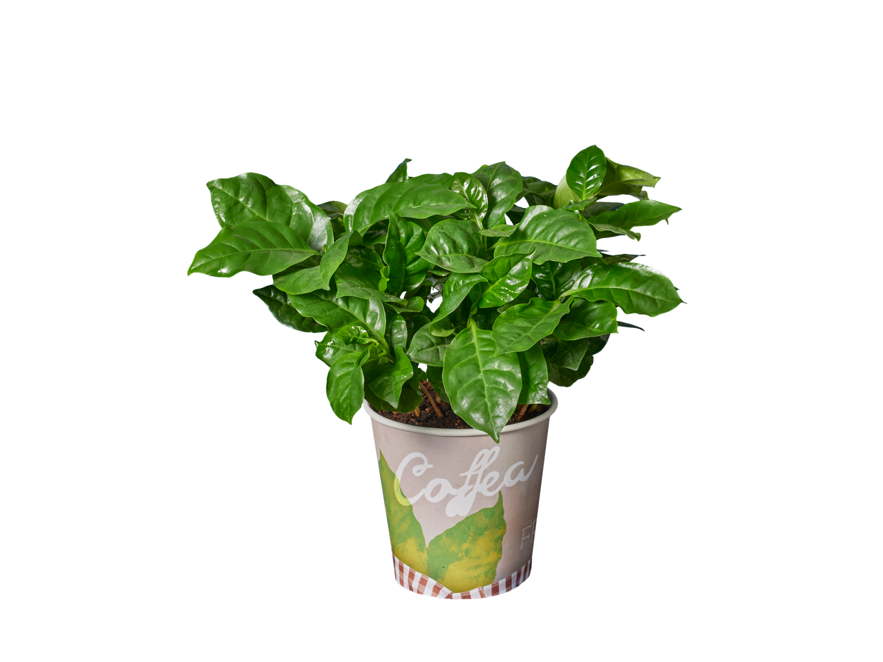 Koffiesplant in een decoratieve pot.