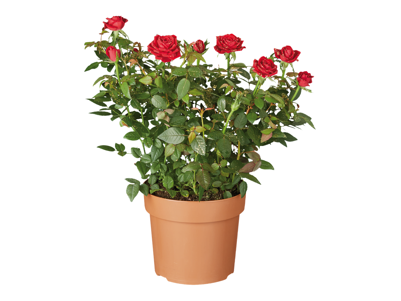 Sitemapcdatahttpsshopinf Inetcomarche Rosier Lidl