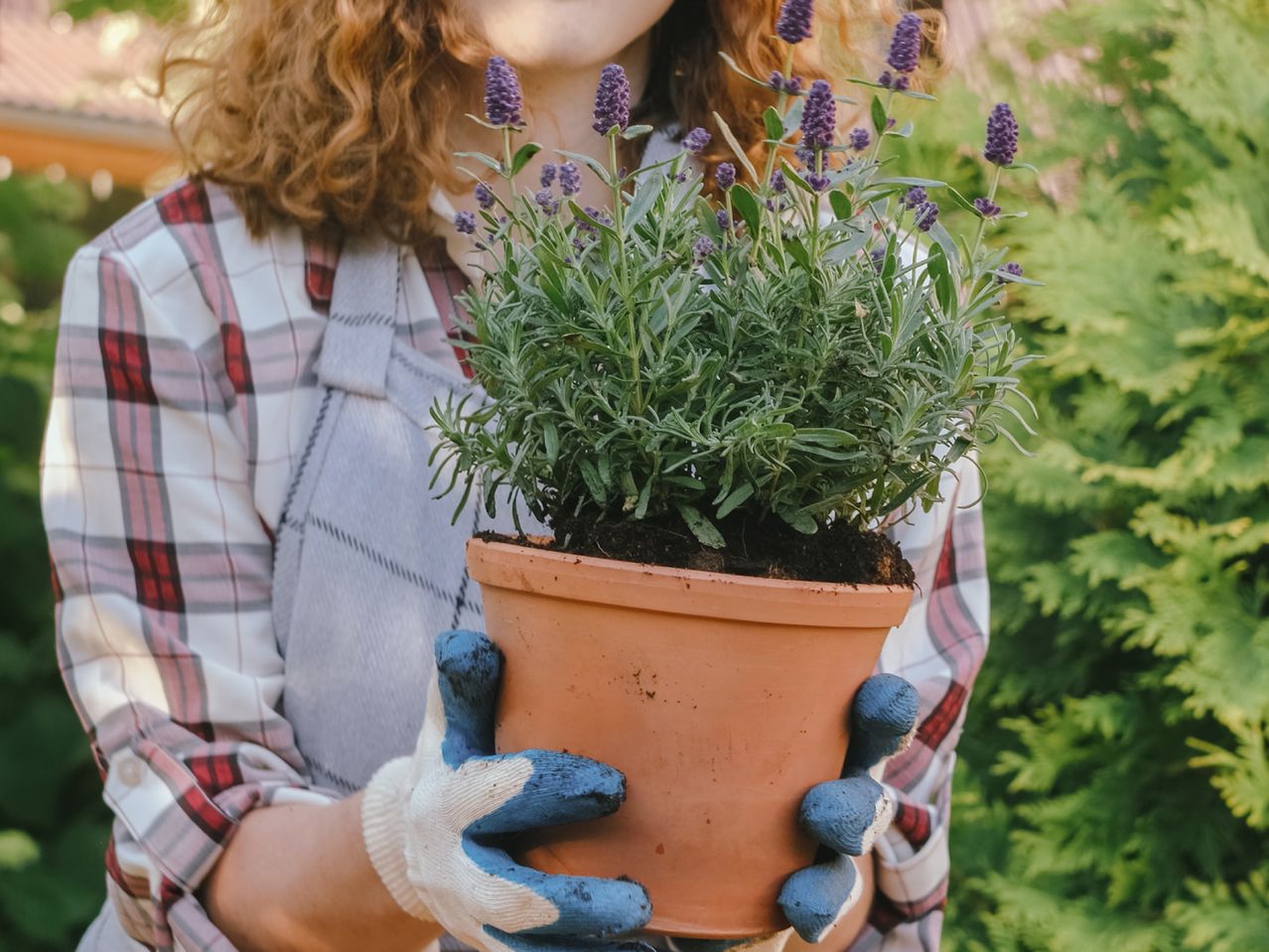 En person i havehandsker holder en potte med lavendelplanter.