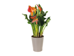 Orange calla lily plant in a gray ceramic pot with decorative butterflies.