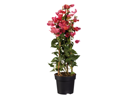 Bougainvillier