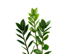 Três caules verdes de Zamioculcas zamiifolia sobre fundo preto.