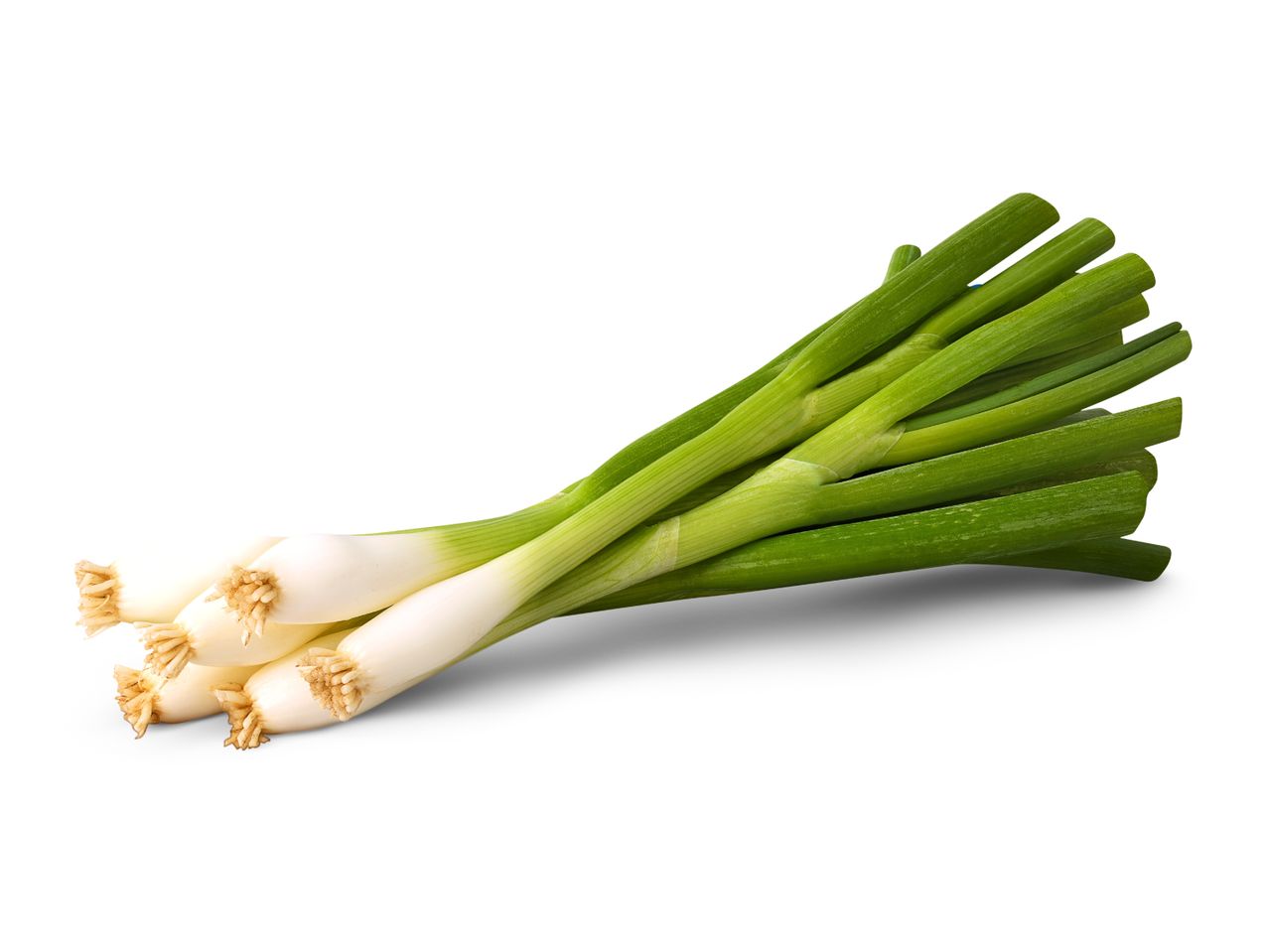 A fresh bunch of green spring onions with white bulbs and roots.