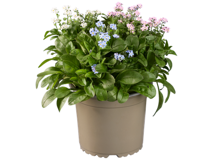 Myosotis trio
