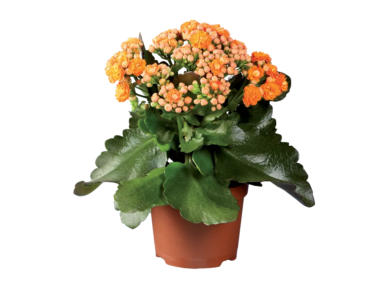Kalanchoé orange dans un pot en terre cuite.