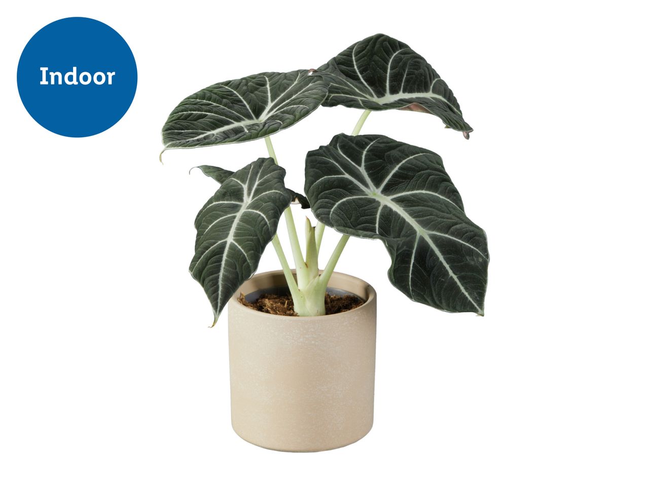 Indoor plant with dark green leaves and white veins in a light brown pot.