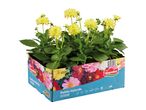 Yellow dahlia plants in a decorative cardboard box, labeled as outdoor hybrid dahlias.