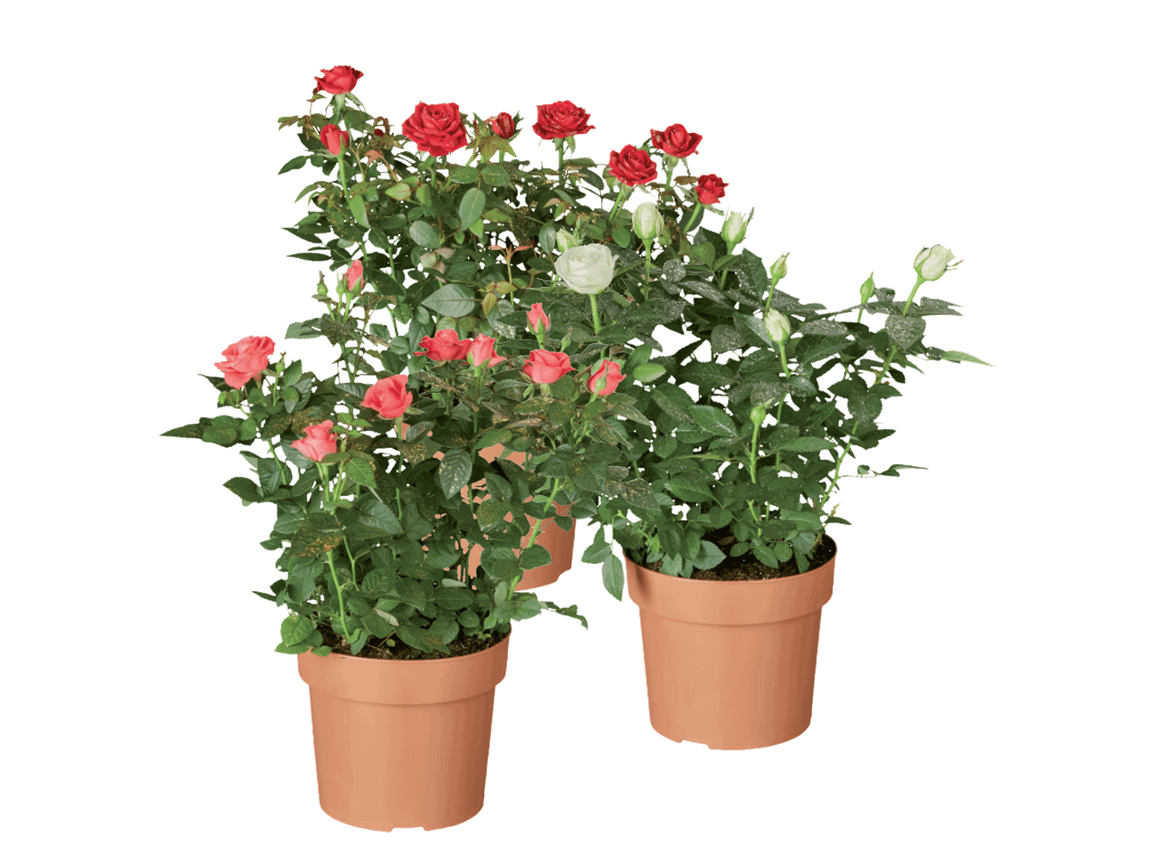 Kolm potiroosi: kaks punaste õitega ja üks valgete pungadega.