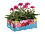 Pink dahlia plants in a blue and floral patterned box, labeled 'Dahlia Hybride OUTDOOR'