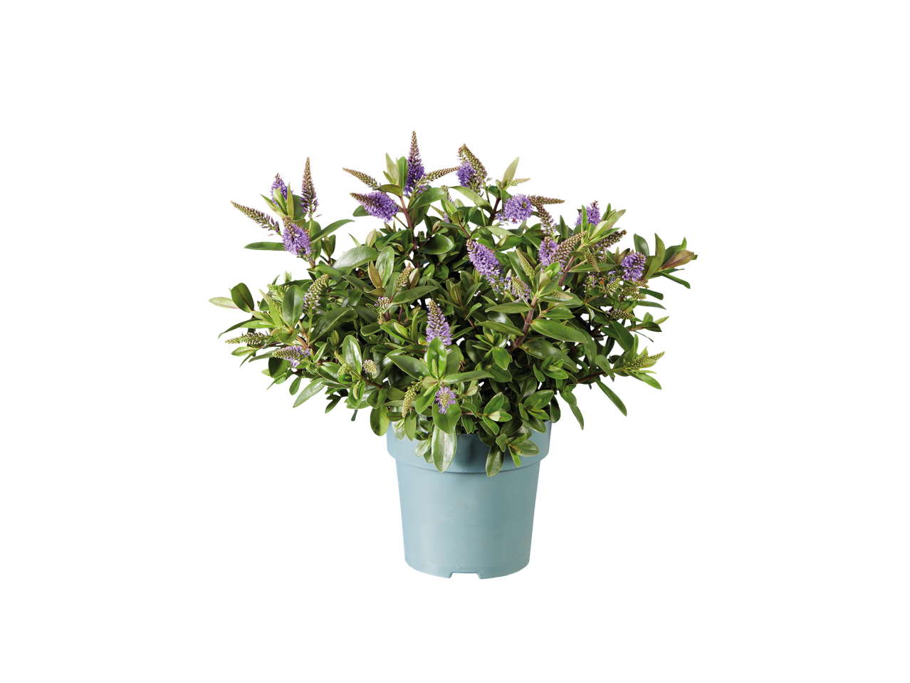 Plant met paarse bloemen in een lichtgroene pot.