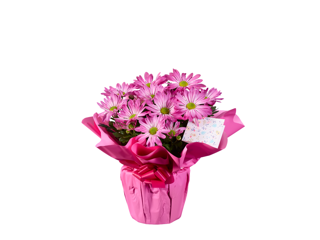 Planta de crisântemo rosa em um vaso rosa embalado para presente.