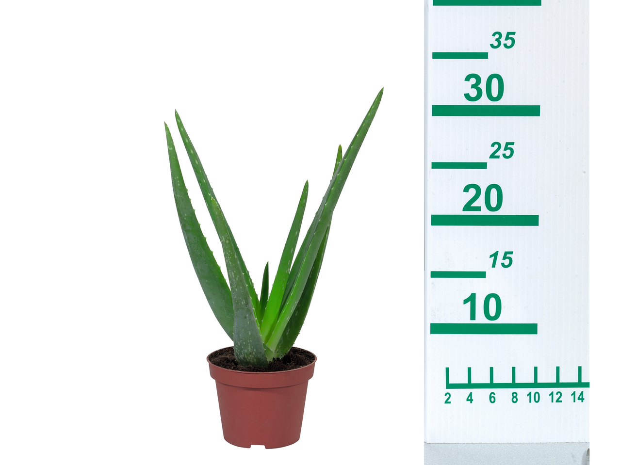 Succulent Selection | Lidl