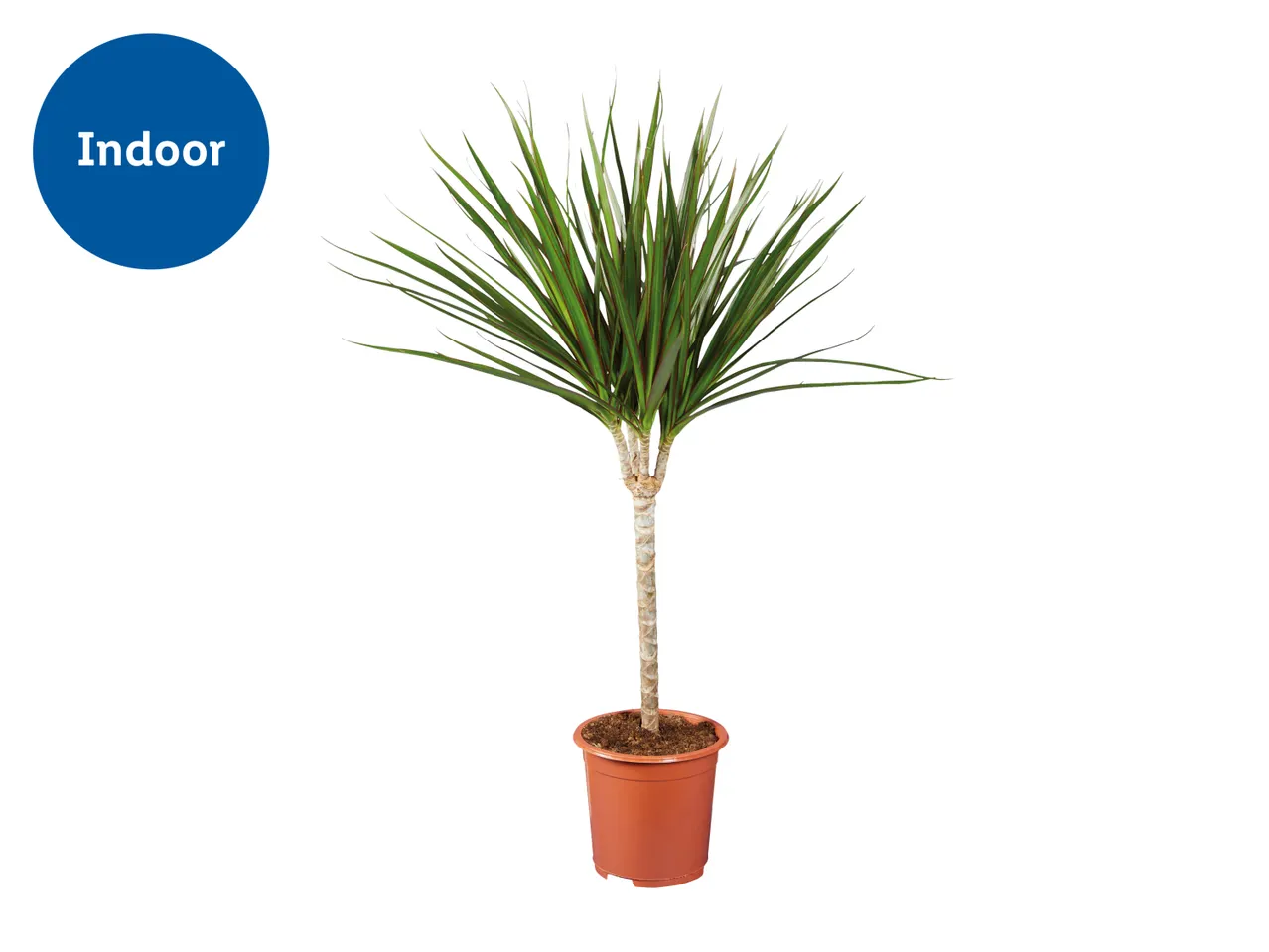 Indoor plant in a brown pot with green and red leaves.