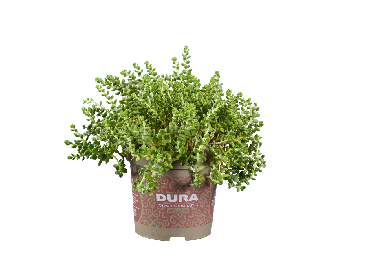 Dura succulent in pot.