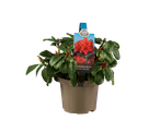 My Home Castle Rhododendron 'Scarlet Wonder' in pot.