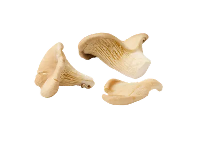 Ciuperci Pleurotus