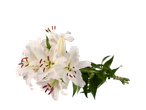Buchet de crini albi pe fundal negru.