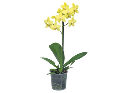 Pillangóorchidea*