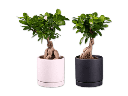jasmine bonsai Orange Jasmine main image 0