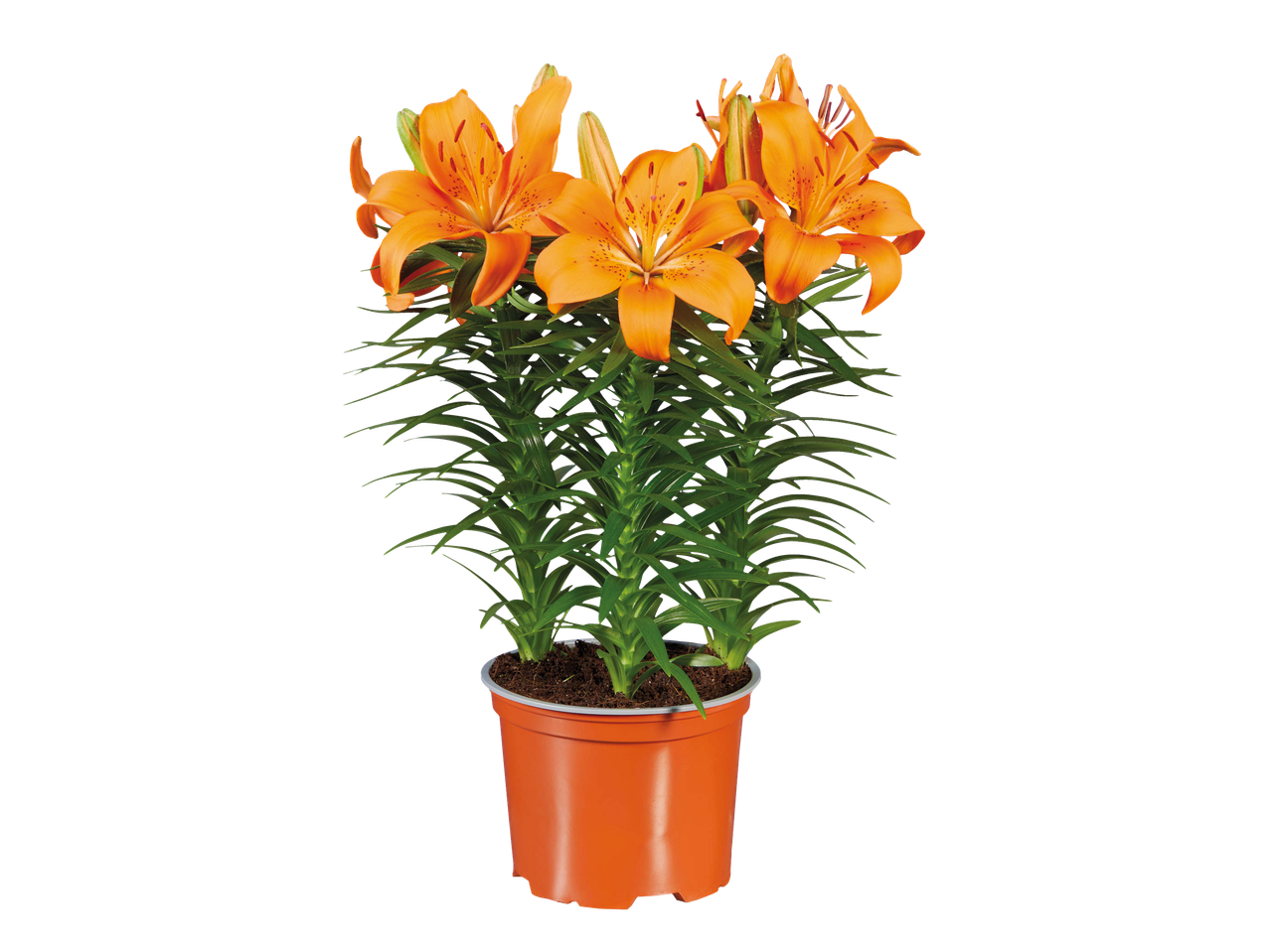 Orange lilies in a pot.