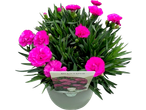 Vibrant pink Dianthus flowers in a pot, with a plant tag visible.