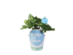 A green plant in a pot with a blue label that says 'BLOOM YOUR ROOM'