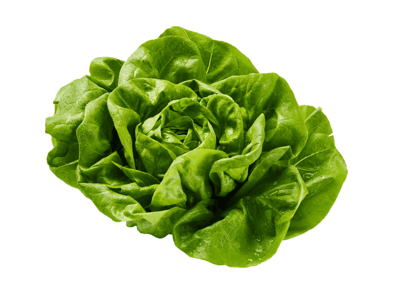 Frischer grüner Kopfsalat mit Wassertropfen auf schwarzem Hintergrund