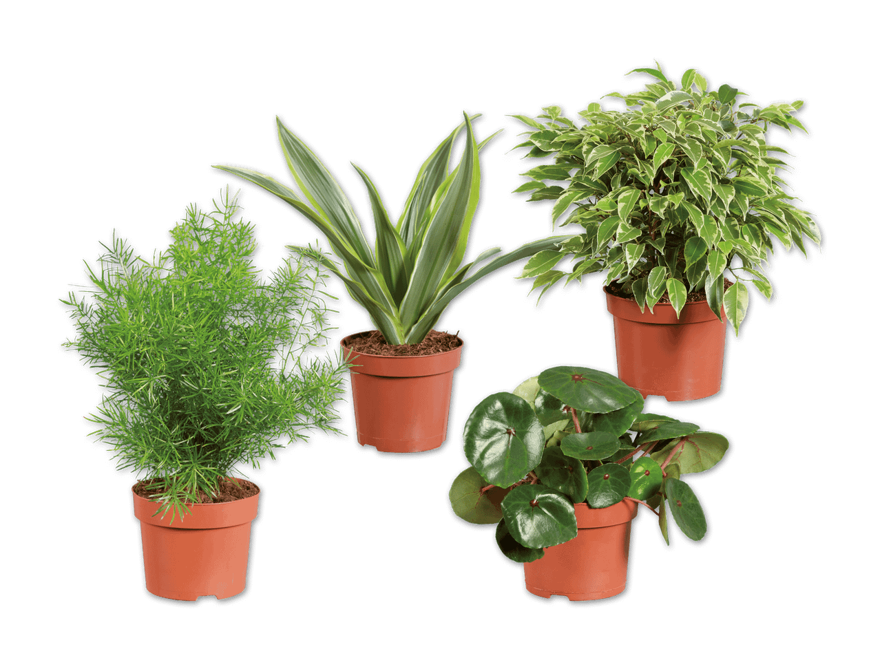 Vier verschiedene Topfpflanzen:  Ficus benjamina, Dracaena, Asparagus und Begonie.