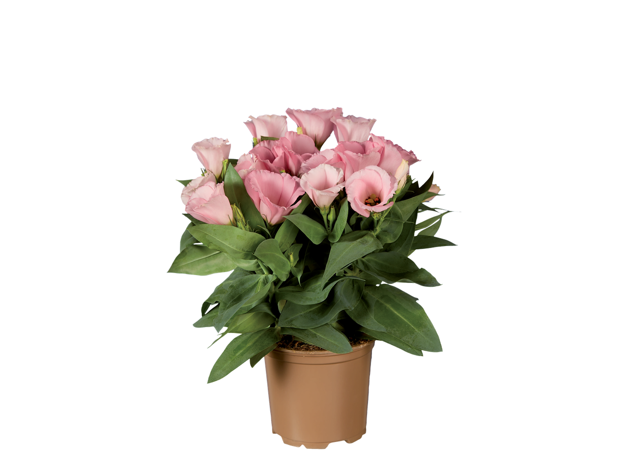 Een potplant met lichtroze Lisianthus bloemen.