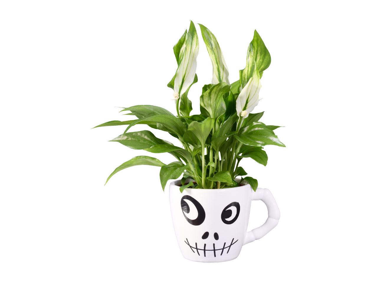 Peace lily plant in a white skull-faced mug