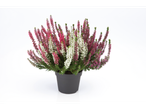 Witte en roze heide in pot.