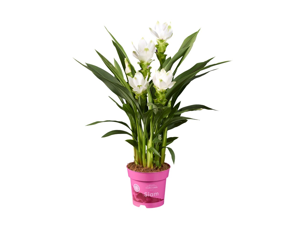 Hvid Curcuma Siam plante i en pink potte.
