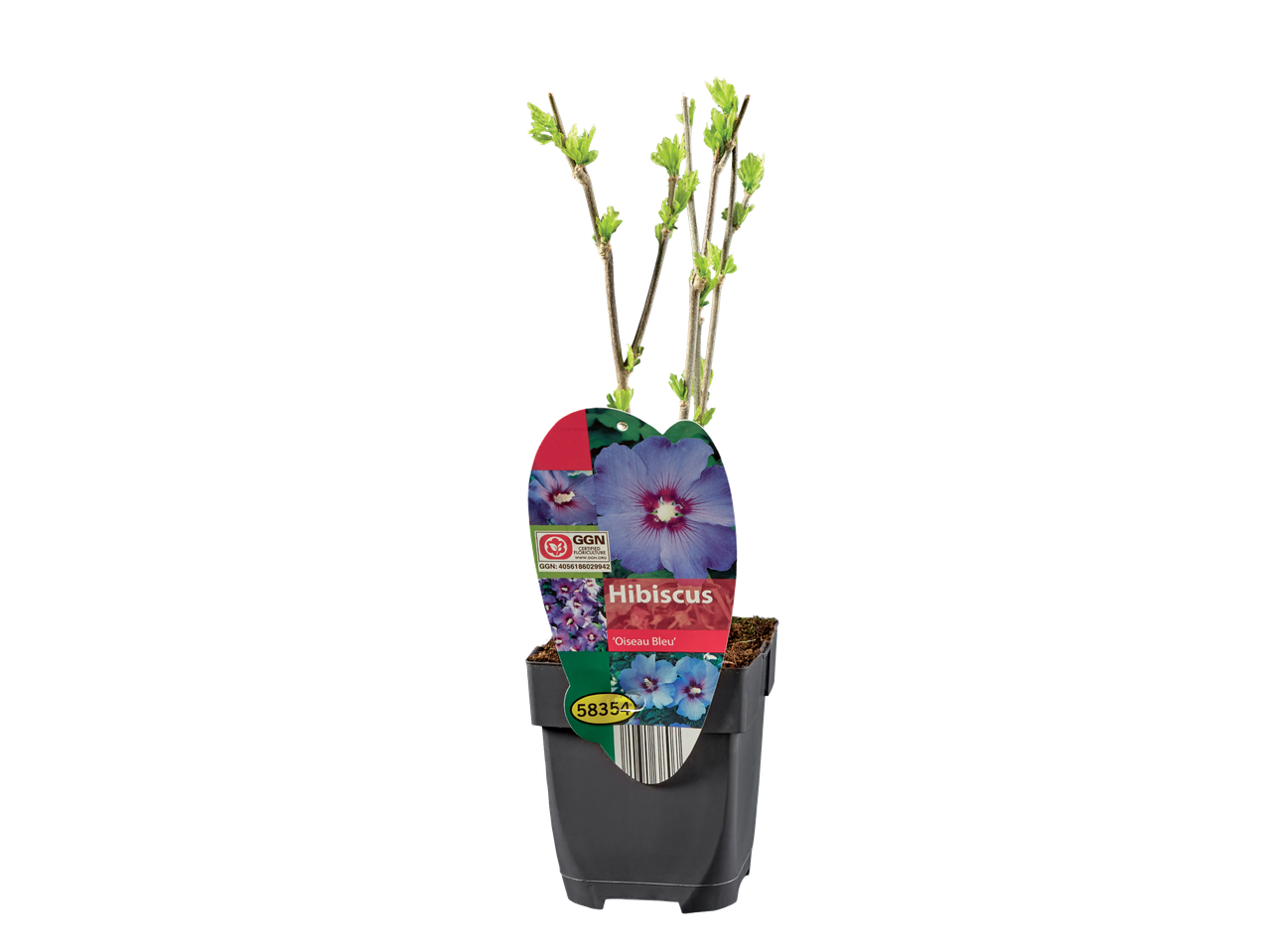 Hibiscus 'Oiseau Bleu' in pot.