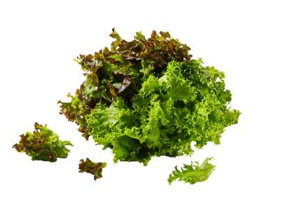 Multicolor / Lollo saláta (Lidl Plus)