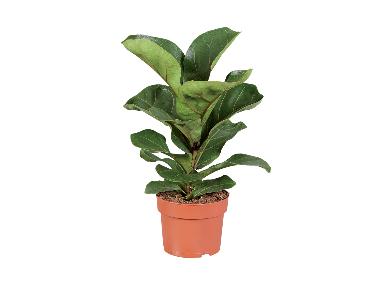 Plant de Ficus Lyrata dans un pot brun.