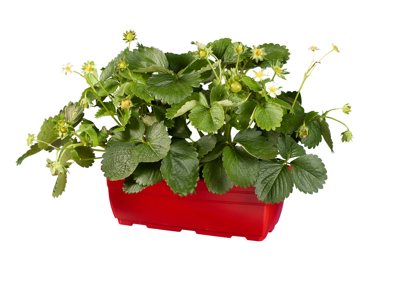 Plant de fraises en fleurs et en fruits verts dans une jardinière rouge.
