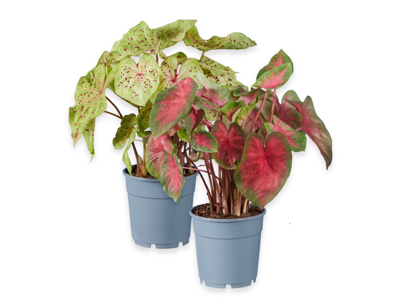 Due piante di Caladium in vasi grigi, una con foglie verdi e rosse, l'altra con foglie verdi e rosa.