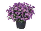 Paarse asters in een pot.