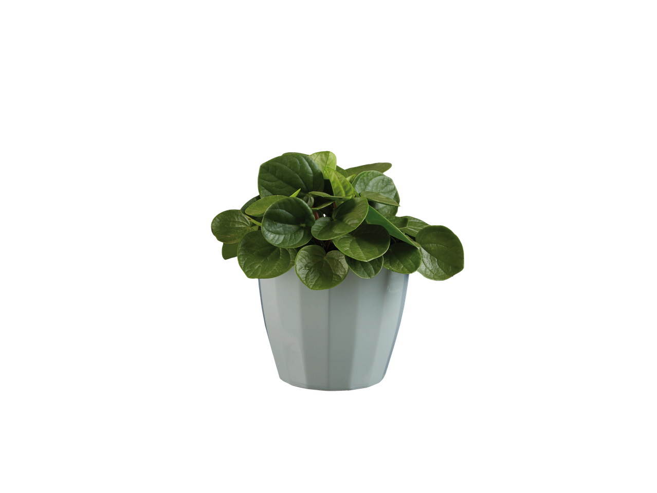 Planta verde em vaso branco.