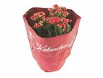 Plante de Kalanchoé dans un pot rouge.