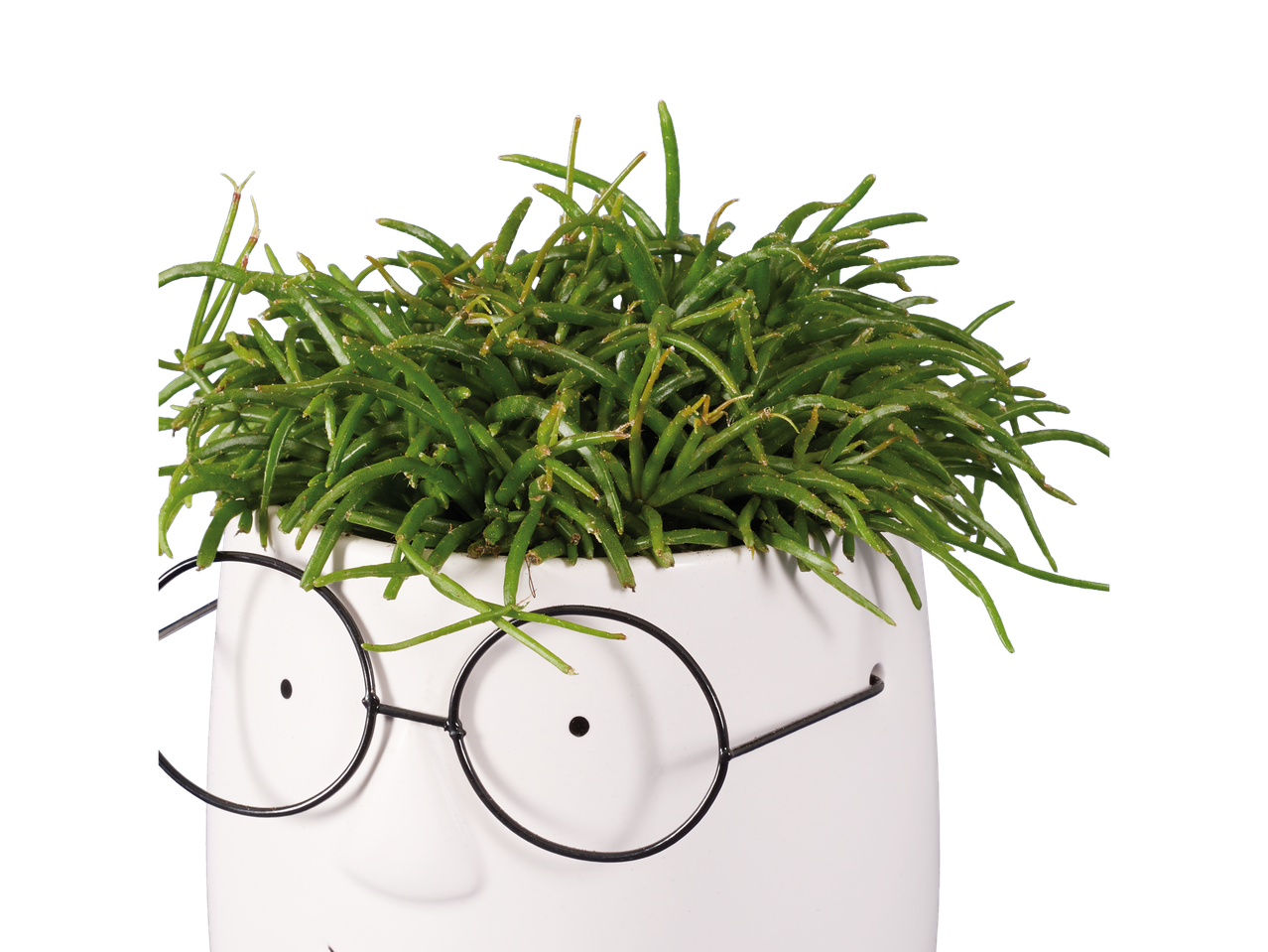 Uma planta suculenta em um vaso branco em forma de rosto com óculos.