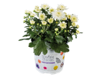 Witte chrysant in pot 'Seasonal Colours'.