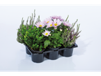 Roze chrysanten, heide en buxus in een zwarte pottenbak.
