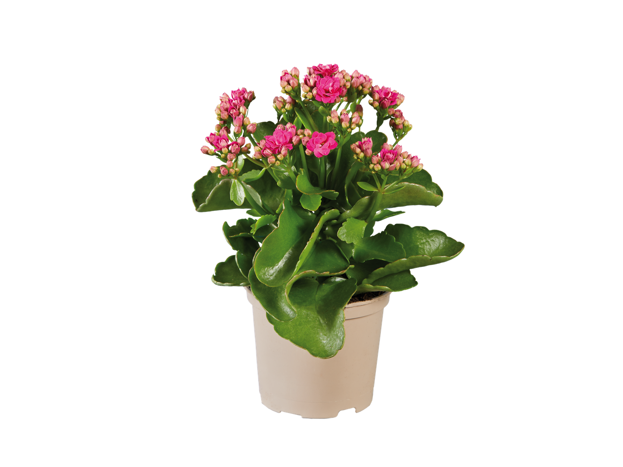 Plantă Kalanchoe în ghiveci roz.