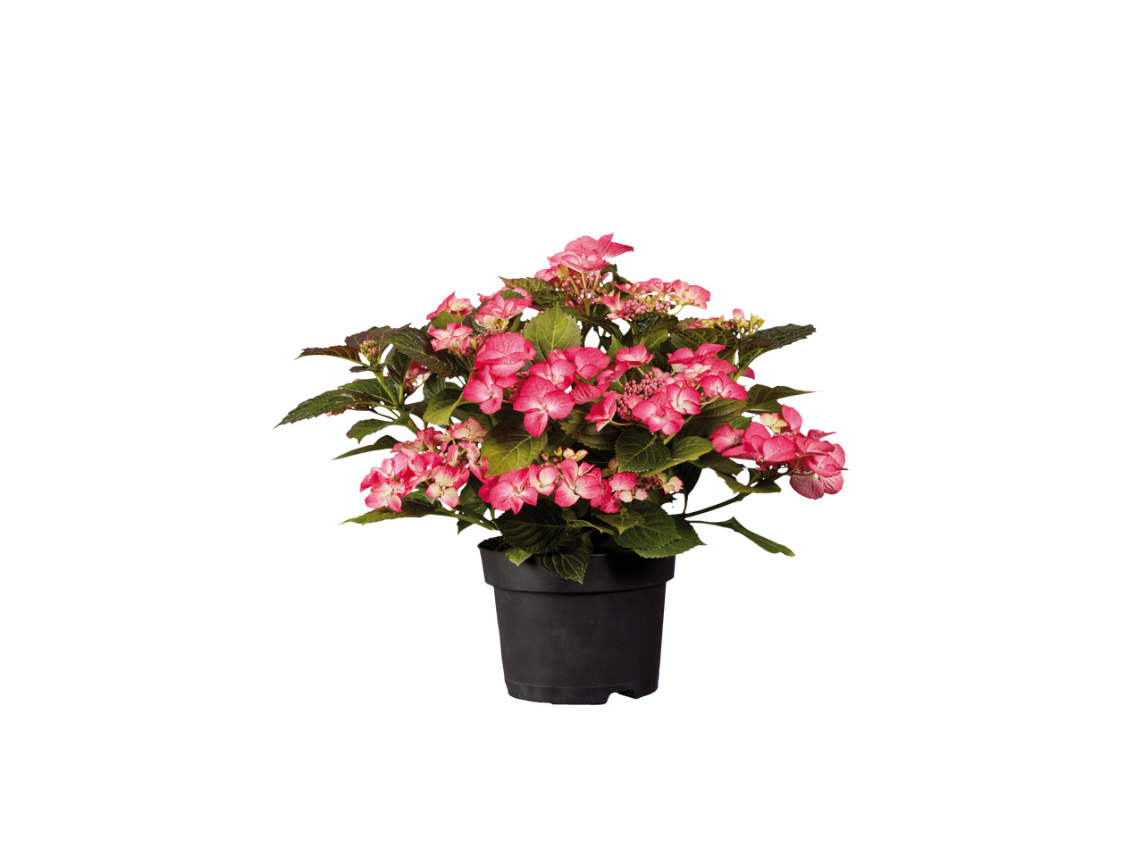 Ружичасте хортензије у саксији.