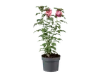 Roze hibiscusplant in een grijze pot.