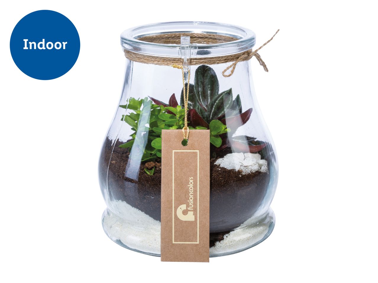 Indoor terrarium with green and red plants, soil, and white stones in a glass jar with a tag.