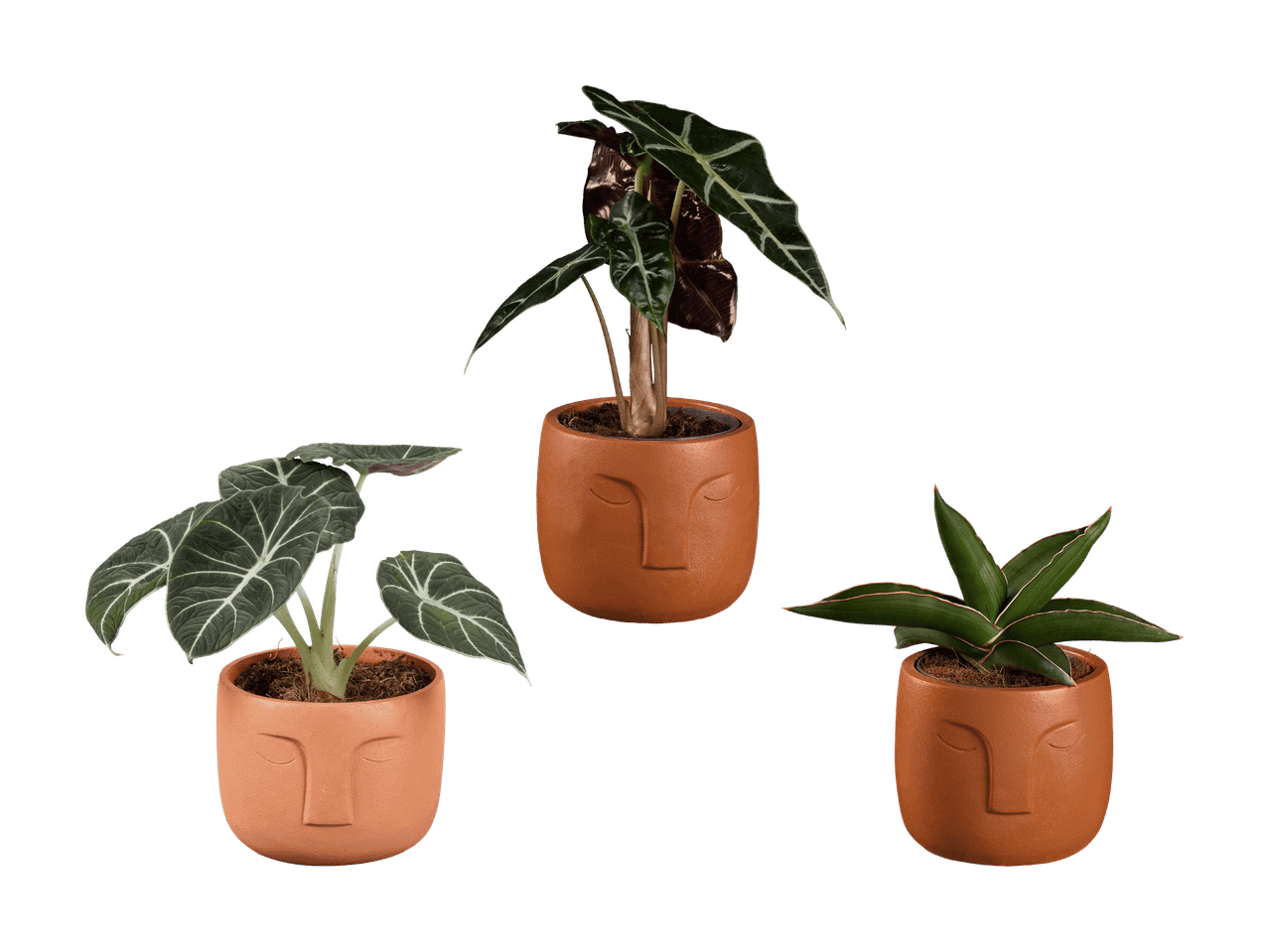 Trois plantes d'intérieur dans des pots en terre cuite avec des visages sculptés.
